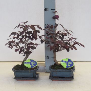 Лоропеталум chinense rubrum