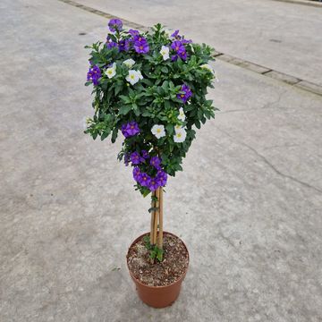Solanum rantonnetii MIX IN POT