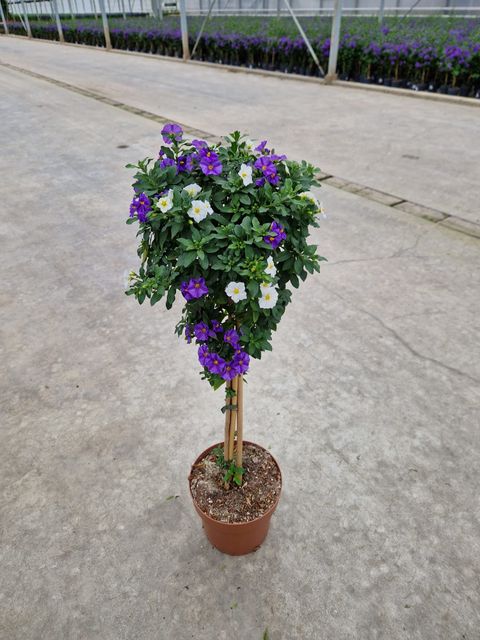 Solanum rantonnetii MIX IN POT