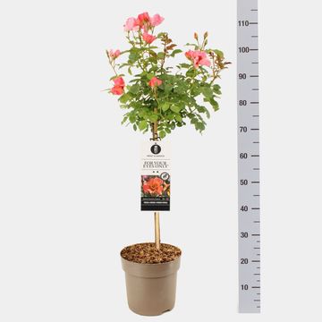 Роза FOR YOUR EYES ONLY