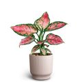 Aglaonema commutatum 'Nordic Pinky'