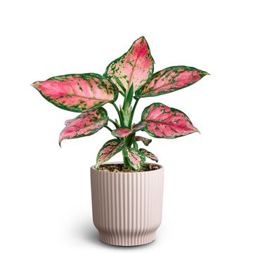 Aglaonema commutatum 'Nordic Pinky'