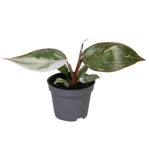 Philodendron 'Red Anderson'