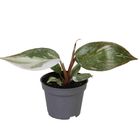 Philodendron 'Red Anderson'