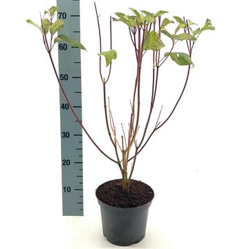 Cornus alba 'Sibirica'
