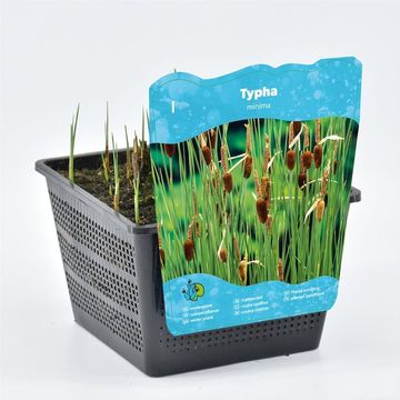Typha minima