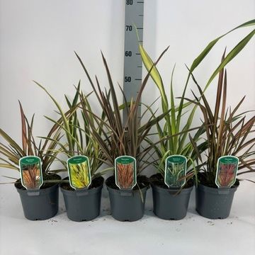 Phormium MIX