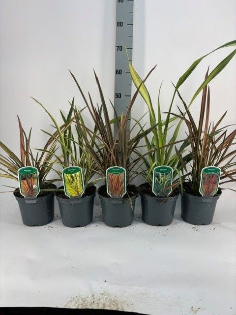 Phormium MIX