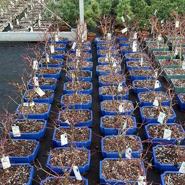 Acer palmatum 'Beni-maiko'