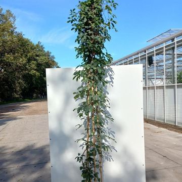 Akebia quinata 'Cream Form'