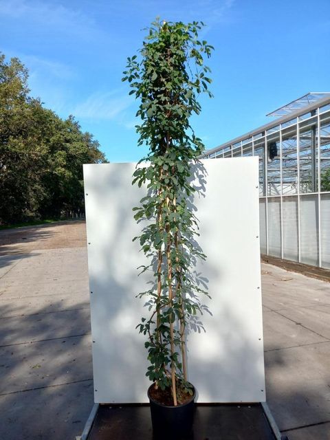 Akebia quinata 'Cream Form'