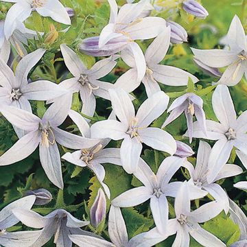 Campanula poscharskyana 'E.H. Frost'