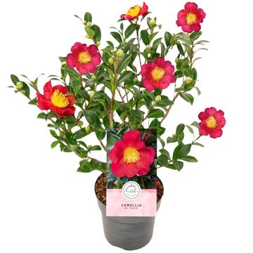 Camellia sasanqua 'Yuletide'