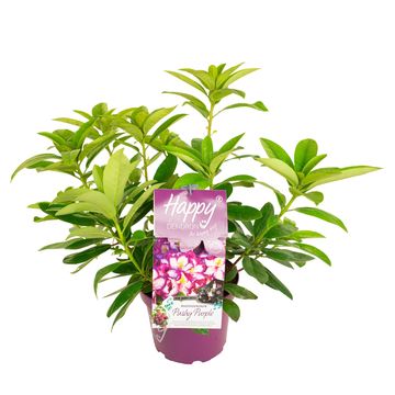Rhododendron HAPPYDENDRON PUSHY PURPLE