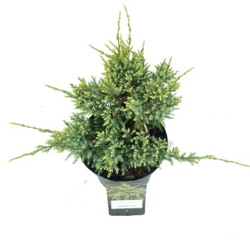 Juniperus squamata 'Dream Joy'