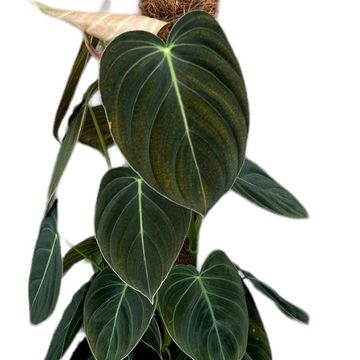 Philodendron melanochrysum