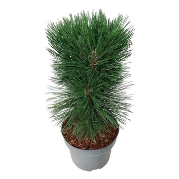 Pinus nigra 'Pyramidalis'
