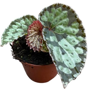 Begonia 'Umbrella Hybrid'