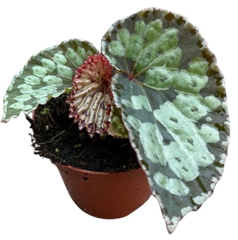 Begonia 'Umbrella Hybrid'