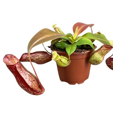 Nepenthes 'Gaya'