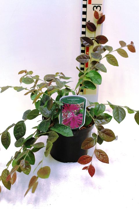 Loropetalum chinense 'Ming Dynasty'