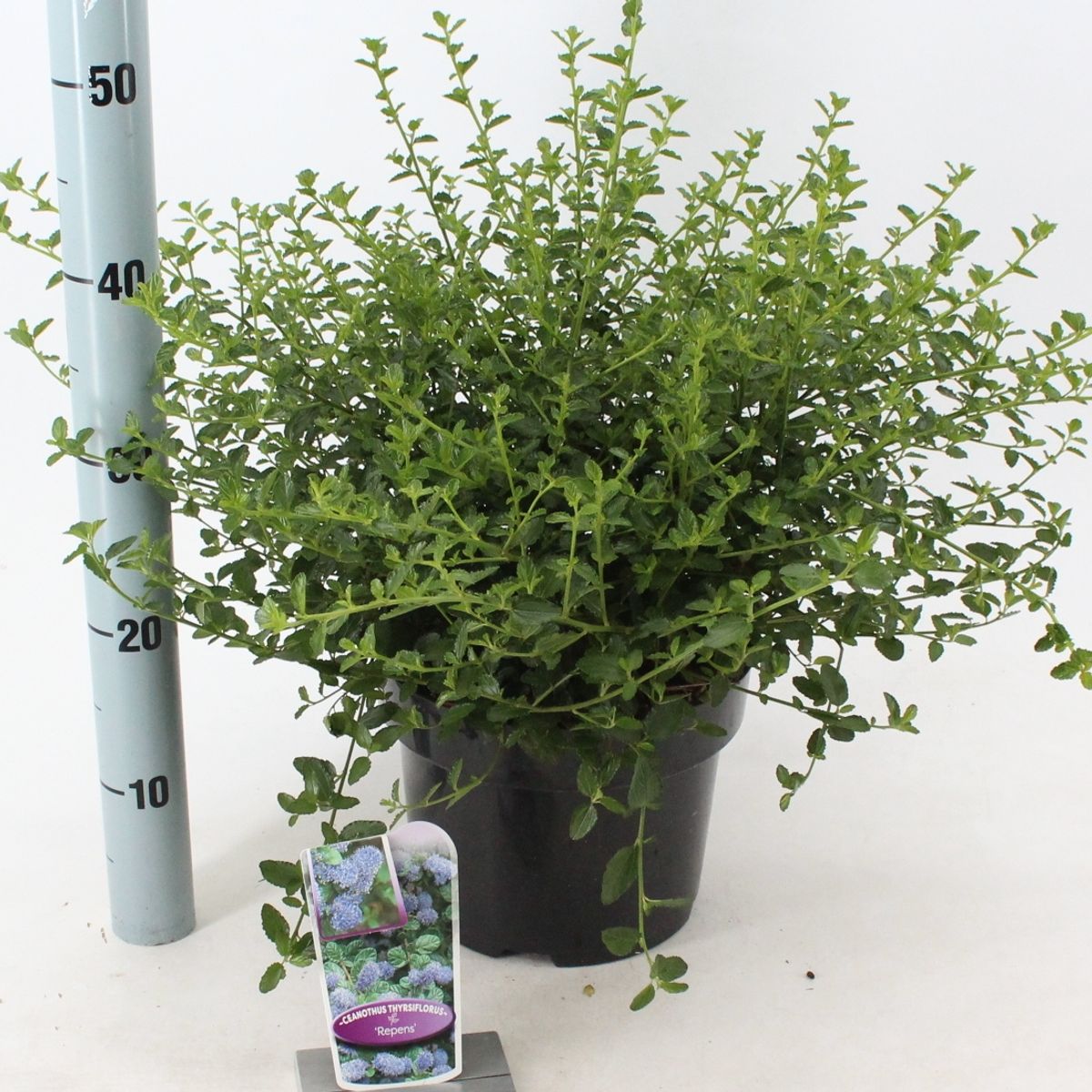 Ceanothus thyrsiflorus repens — Plant Wholesale FlorAccess