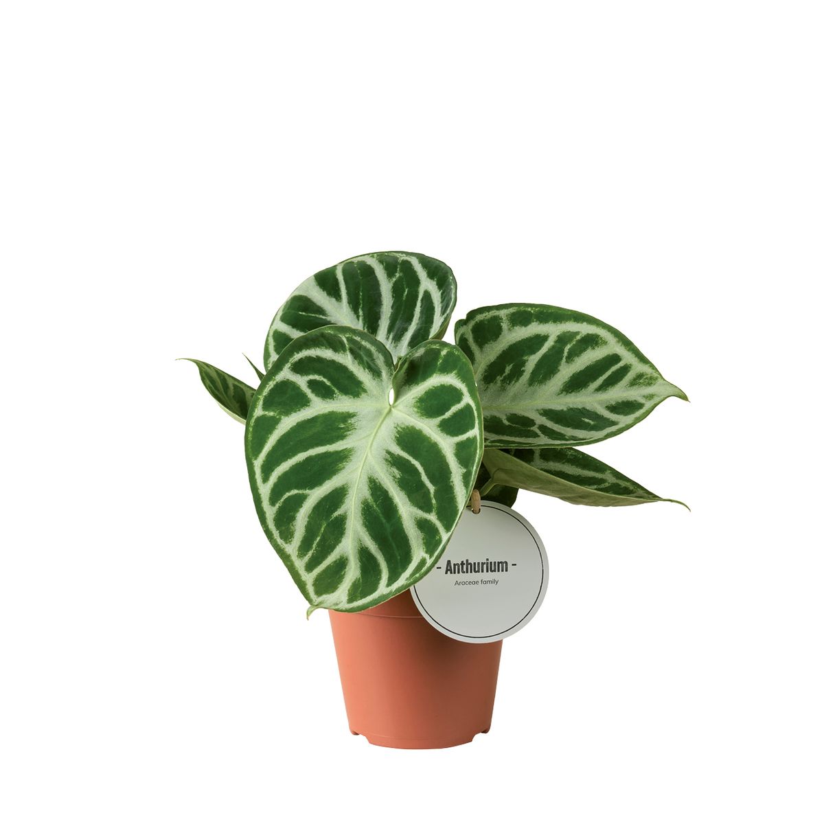 Anthurium crystallinum 'Silver Blush' — Hurtownia roślin