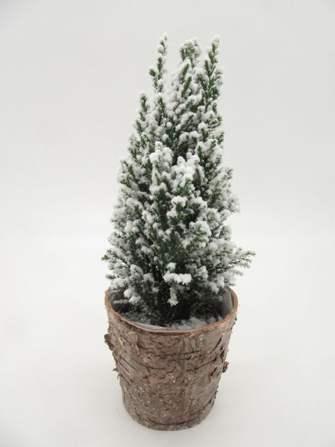 Chamaecyparis lawsoniana 'Ellwoodii'