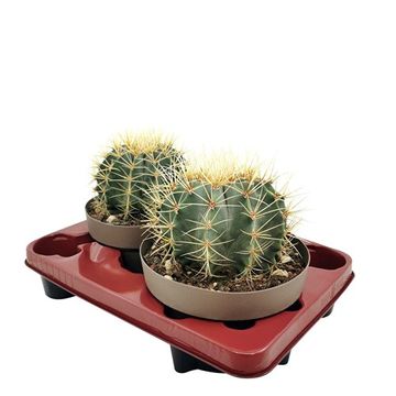 Ferocactus glaucescens