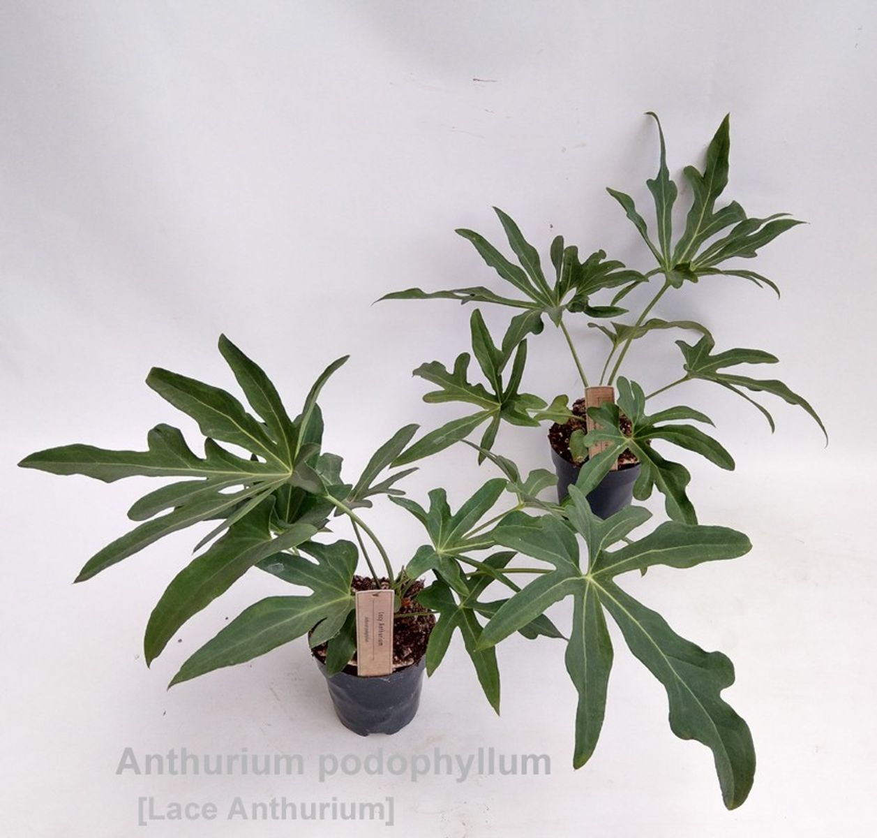 hanging plants with pots Mini Hanging Planter