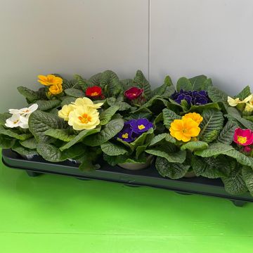 Primula PARADISO MIX