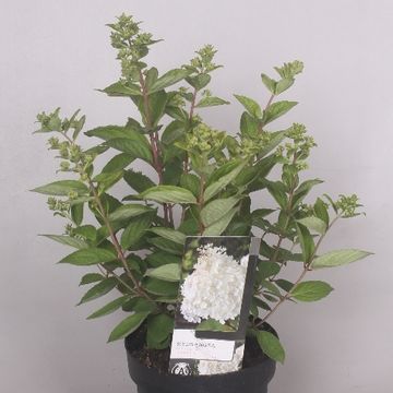 Hydrangea paniculata 'Grandiflora'