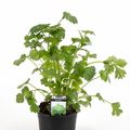 Coriandrum sativum