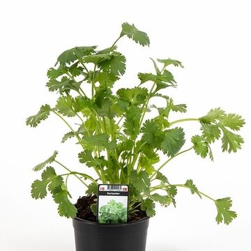 Coriandrum sativum