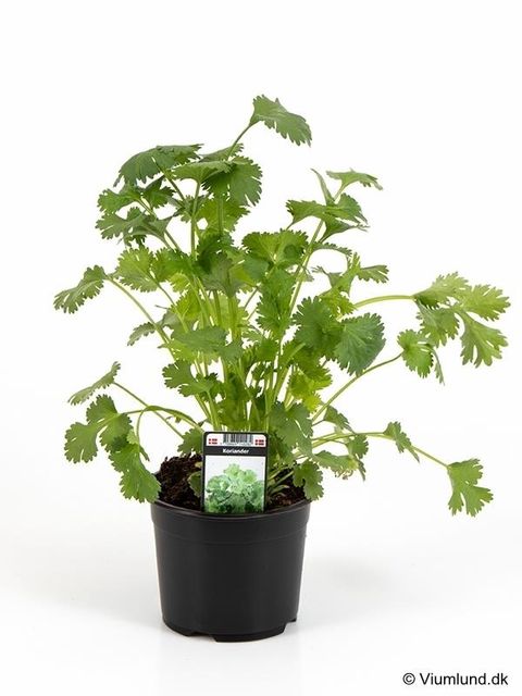 Coriandrum sativum