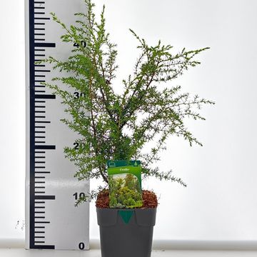 Джуниперус communis 'Суецика'