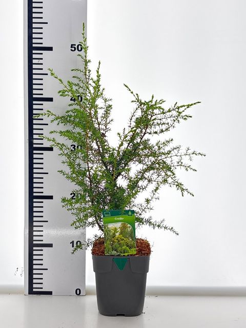 Juniperus communis 'Suecica'
