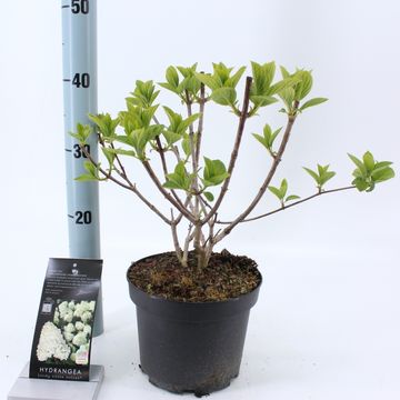 Hydrangea paniculata 'Silver Dollar'