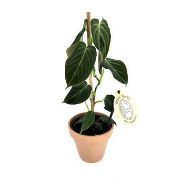 Filodendro melanochrysum