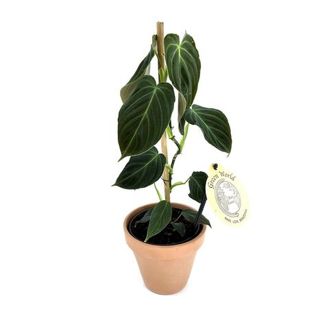 Filodendro melanochrysum