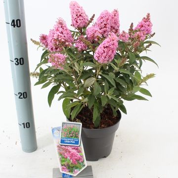 Buddleja davidii BUTTERFLY CANDY LITTLE PINK