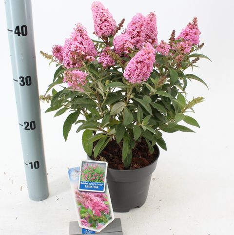 Buddleja davidii BUTTERFLY CANDY LITTLE PINK