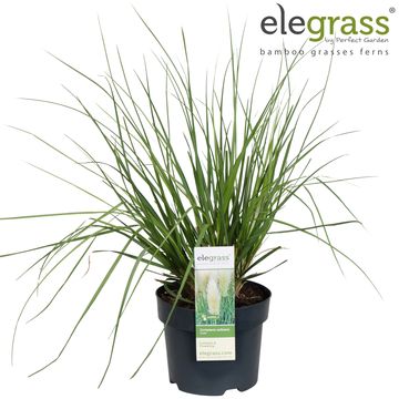 Cortaderia selloana 'Evita'
