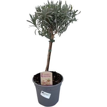 Lavandula angustifolia