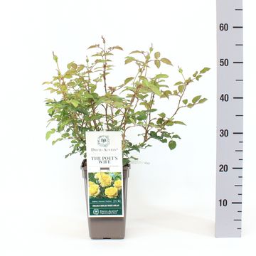 Роза THE POET'S WIFE