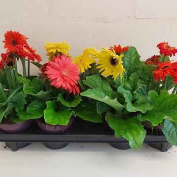 Gerbera FLORI LINE MIX