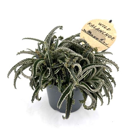 Kalanchoe daigremontiana 'Octopus'