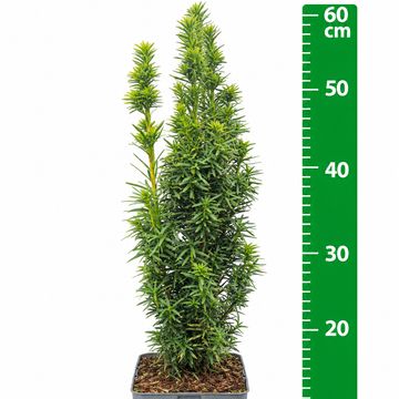 Taxus baccata 'David'