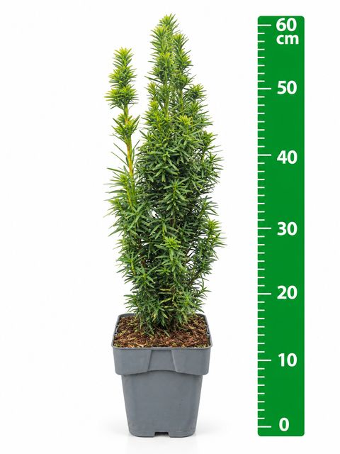Taxus baccata 'David'