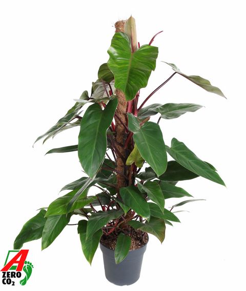 Philodendron 'Red Emerald'